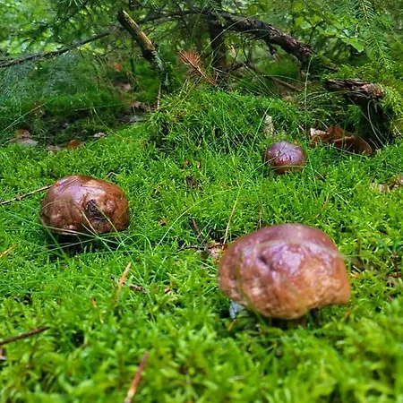 Villa Jaskowe Wzgorze Domki Na Wynajem, Balia - Sauna, Szymbark Domek Nr 1 Szymbark (Pomerania)