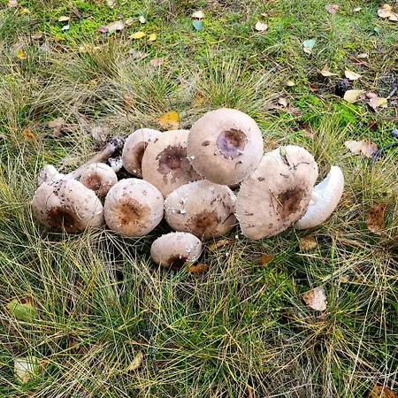 Vila Jaskowe Wzgorze Kameralny Z Pieknym Widokiem Na Jezioro Ostrzyckie, Balia - Sauna - Kominek, Nr 1 *
