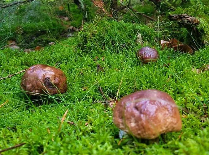 فيلة Jaskowe Wzgorze Na Wynajem, Balia - Sauna, Nr 1 تشيمبارك