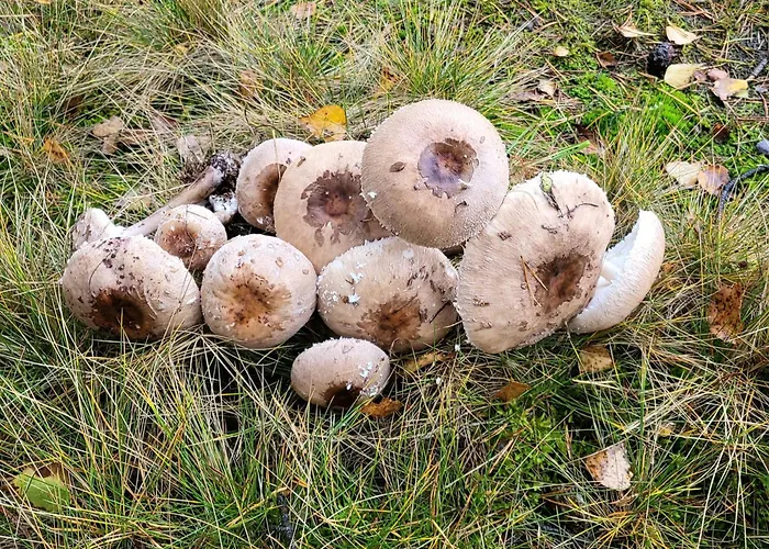 فيلة Jaskowe Wzgorze Na Wynajem, Balia - Sauna, Nr 1 *